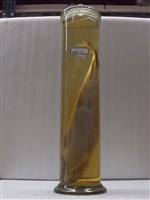 藏品(草魚)的圖片